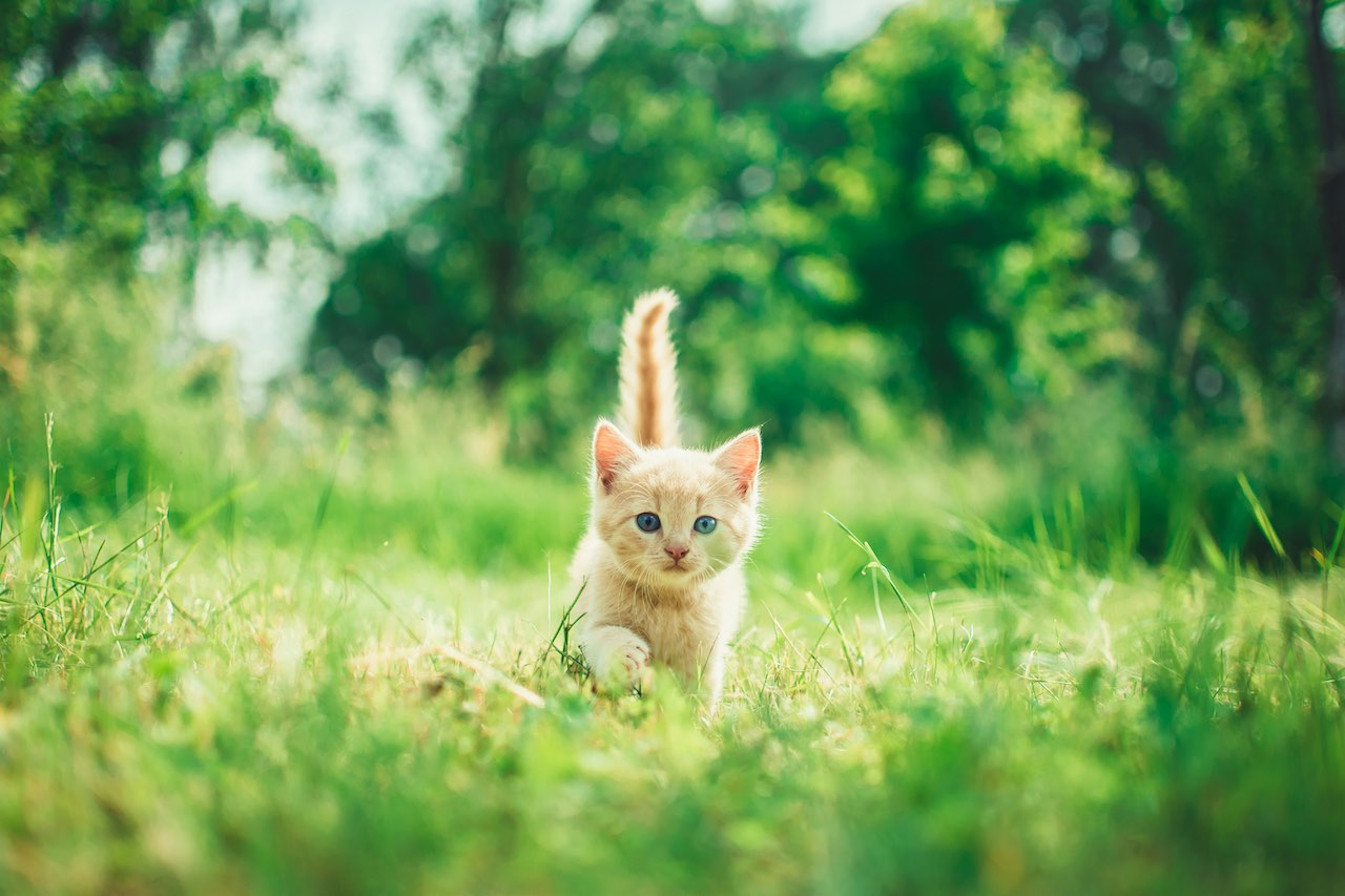 Why Cats Love Your Laptop and Devices: Understanding Feline Fascination