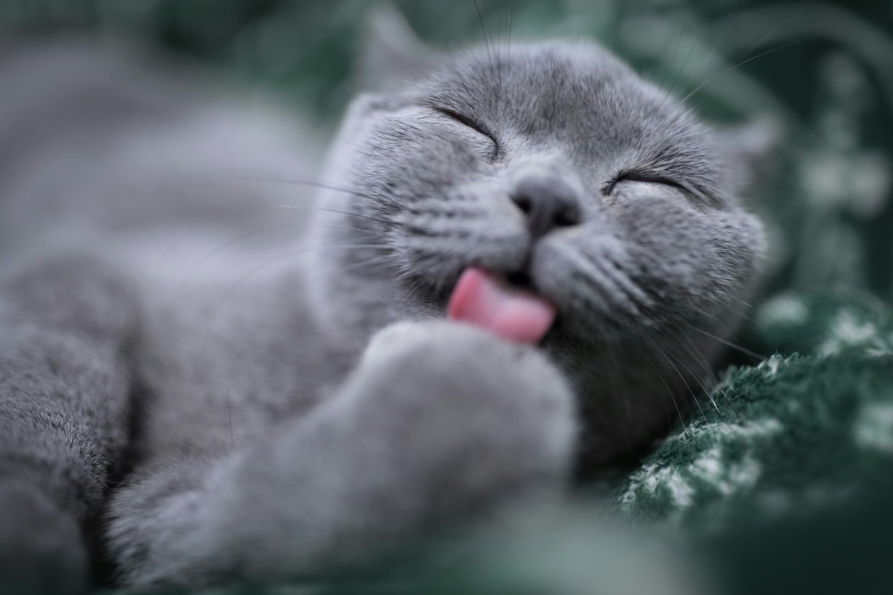Helping Your Cat Through Grief: Understanding and Supporting Feline Bereavement