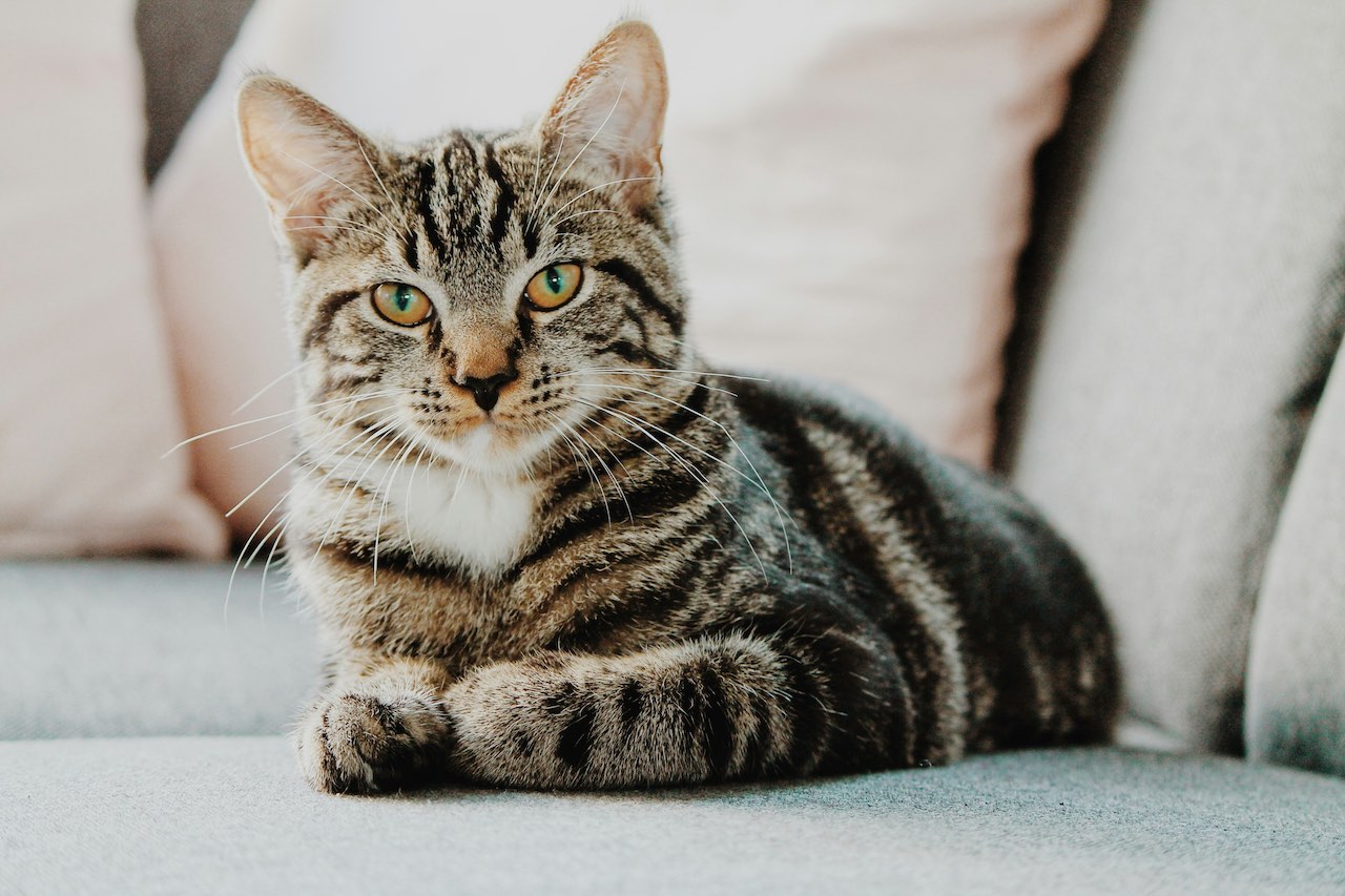 The Purr-fect Slumber Party: Pros and Cons of Letting Your Cat Sleep in Your Bed
