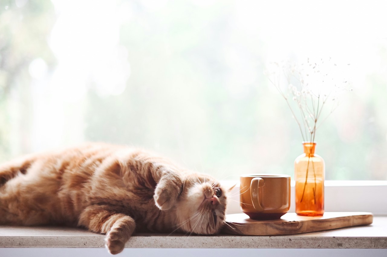 Creating Harmony: How to Cat-Proof Your Aquarium