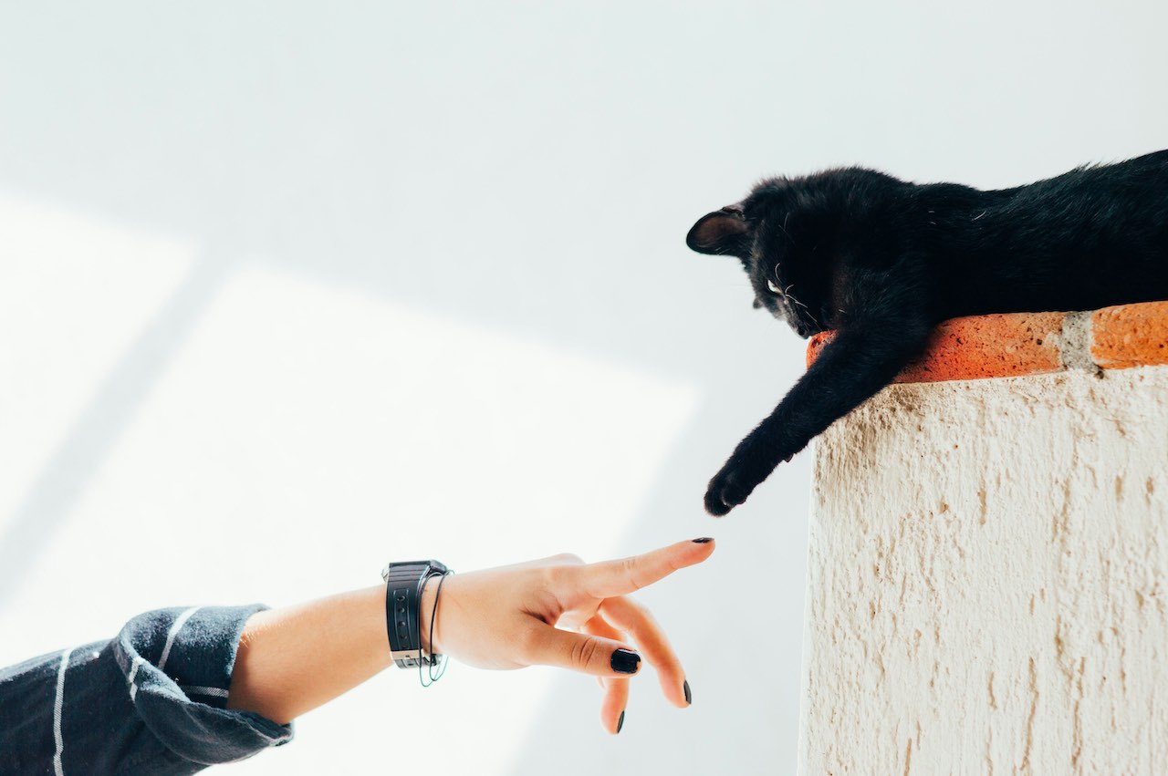 Keeping Your Cat Safe in Extreme Weather: Tips for Hot and Cold Temperatures