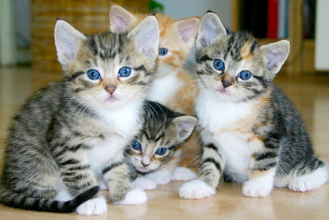 Unlocking the Secrets to Effective Cat Training: Techniques and Myths Debunked