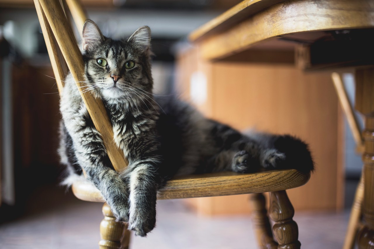 Designing Your Cat's Dream Play Area: Creative Solutions for Smaller Spaces