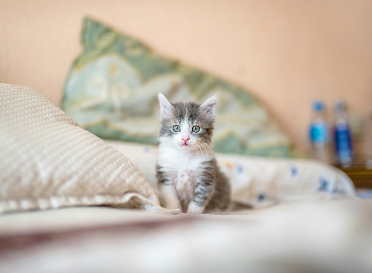 Helping Your Cat Manage Anxiety in New Situations