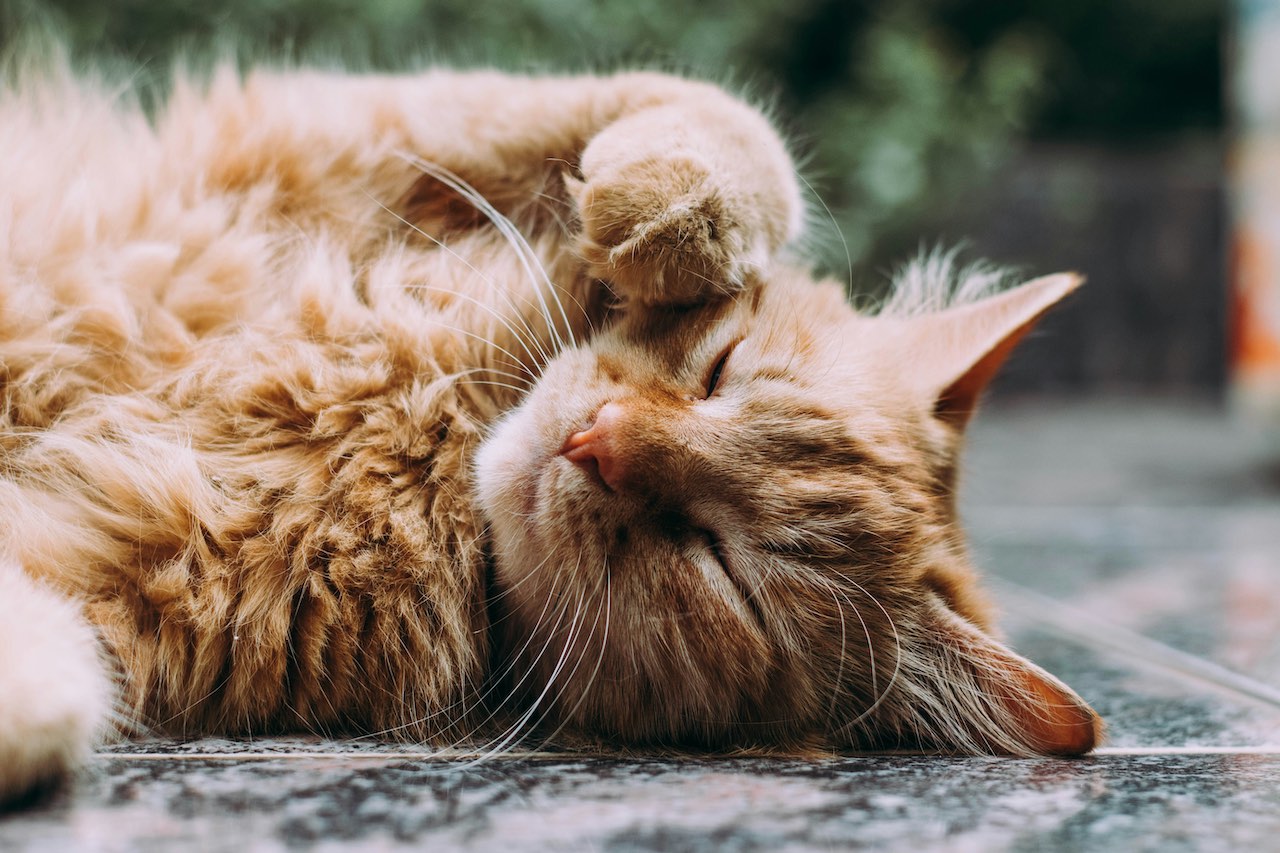 Natural and Effective Ways to Handle Cat Fleas and Mites