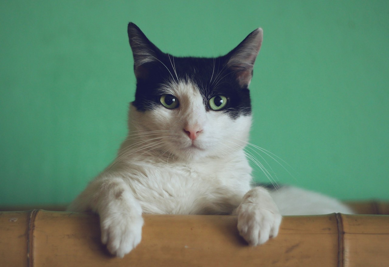 Why Your Cat is Avoiding Their Favorite Spots and How to Fix It