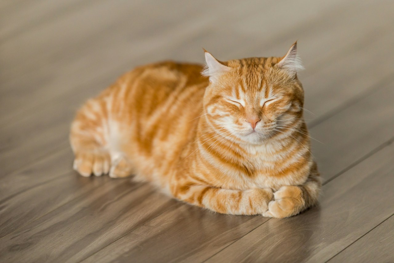 Managing a Gluttonous Cat: Tips for Balanced Mealtimes