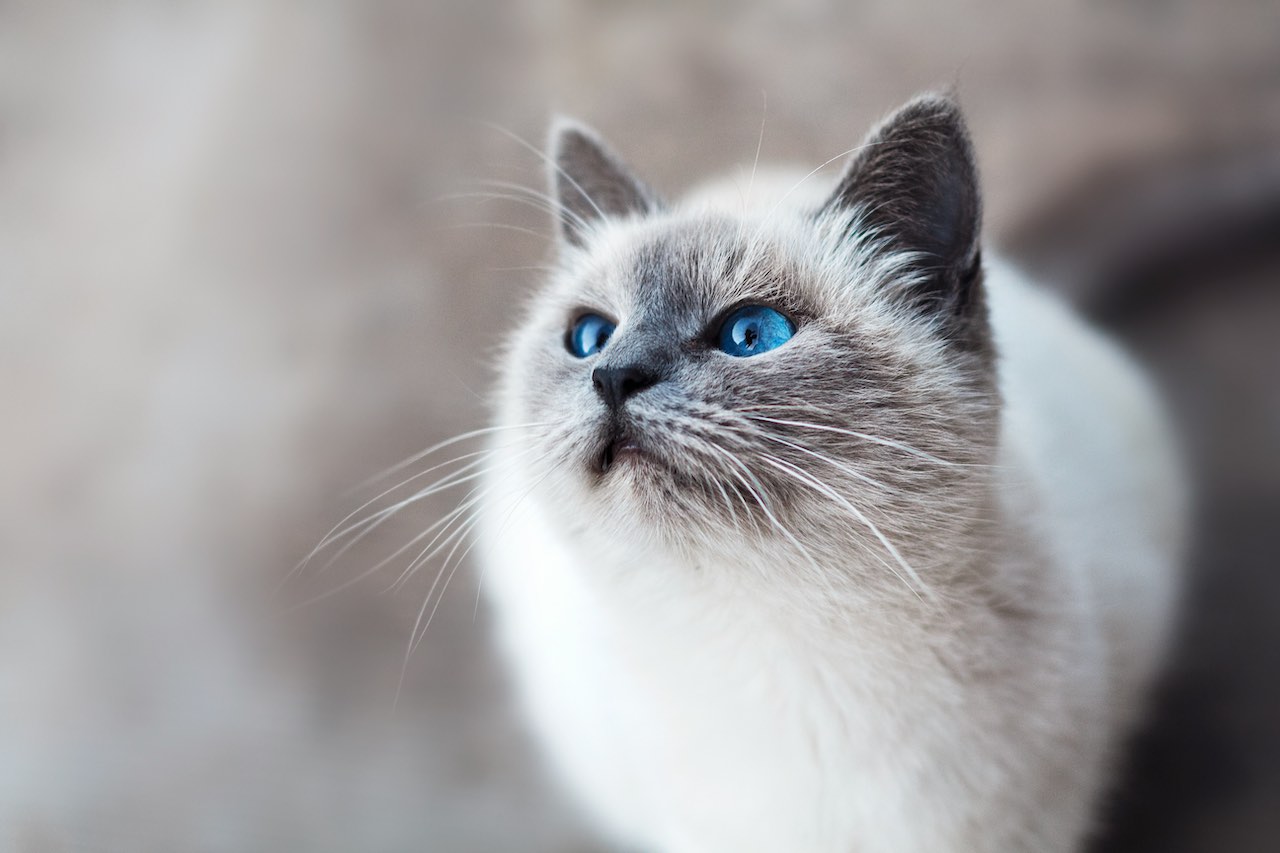 Effective Solutions to Minimize Litter Tracking in Your Home