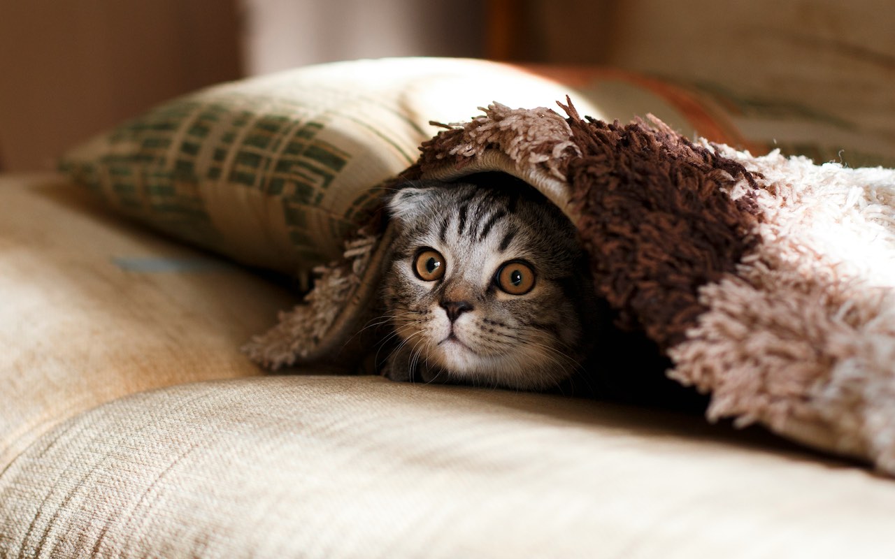 Understanding Your Cat’s Affection: The Reasons Behind Licks and Love Bites