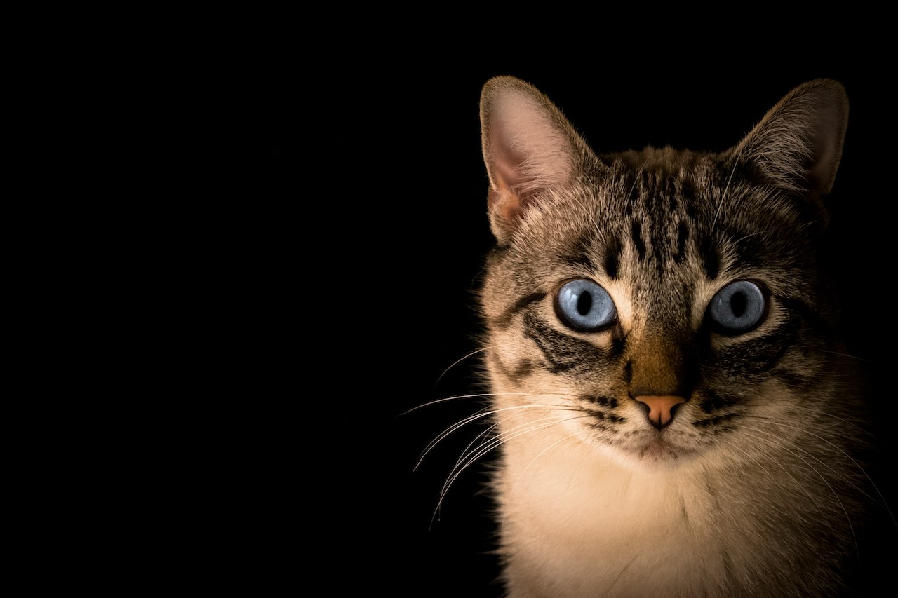 Why is My Cat Snubbing Its Favorite Food? Understanding Appetite Changes