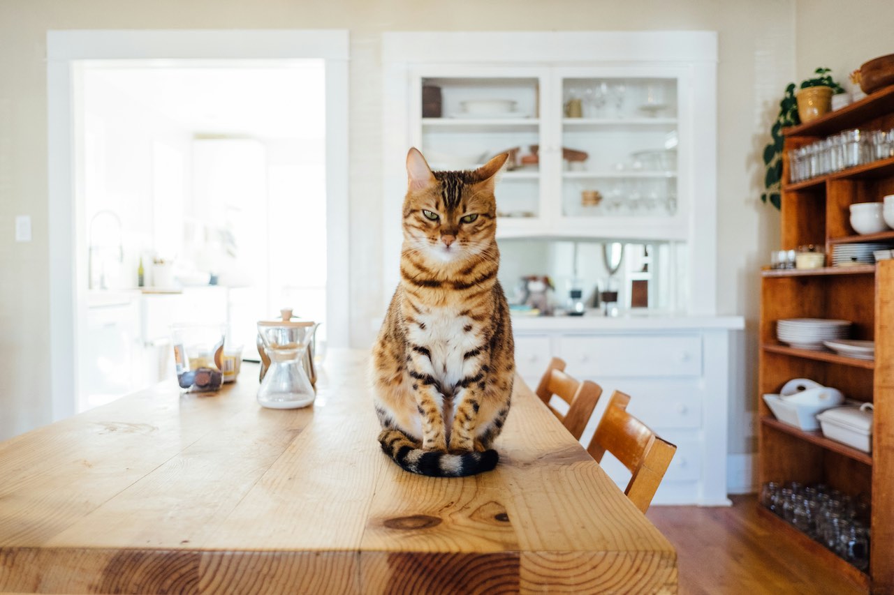 Protecting Your Cat from Common Household Toxins: Essential Tips for Pet Parents