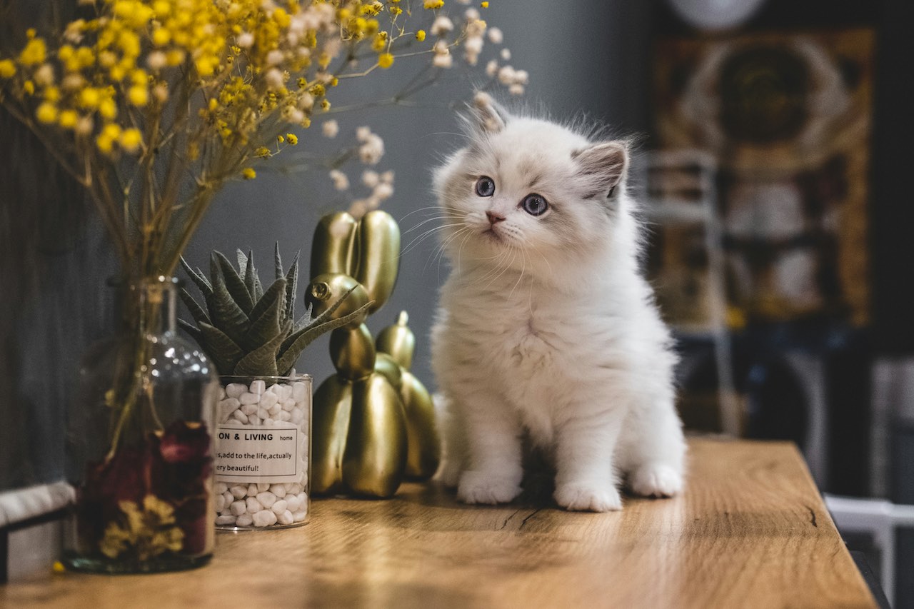 Why Do Cats Knead? Unveiling the Mystery Behind This Adorable Behavior