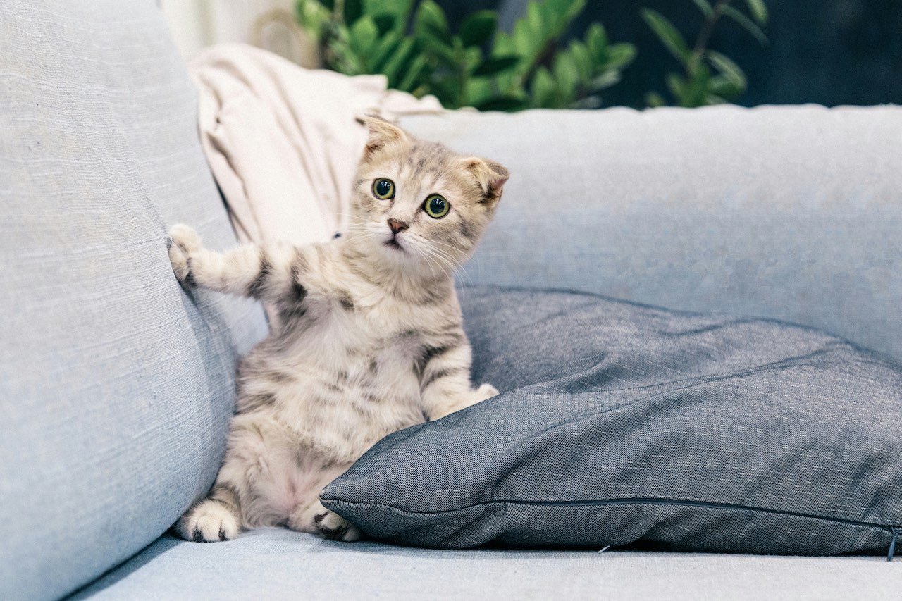 Understanding Why Your Cat is Peeing Outside the Litter Box: Causes and Solutions