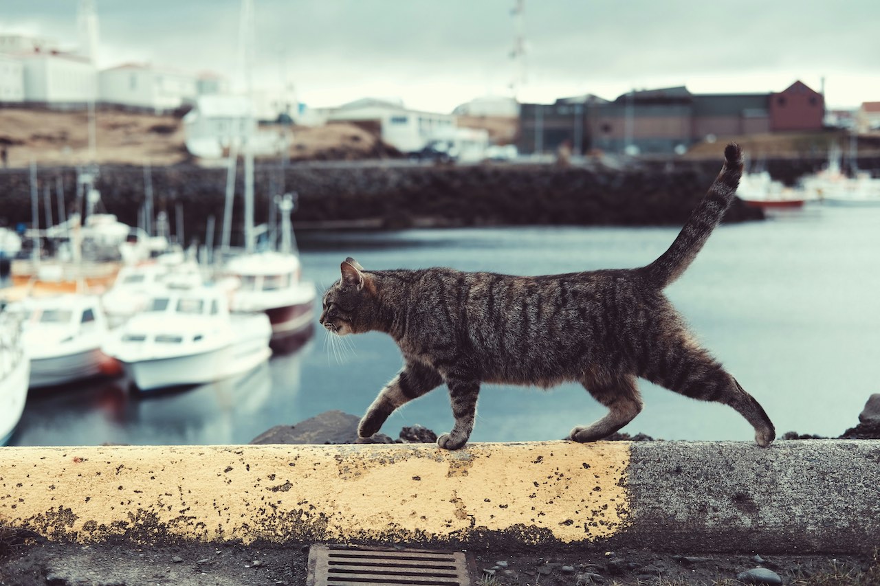 Understanding Why Cats Pee on Soft Things: Solutions & Insights
