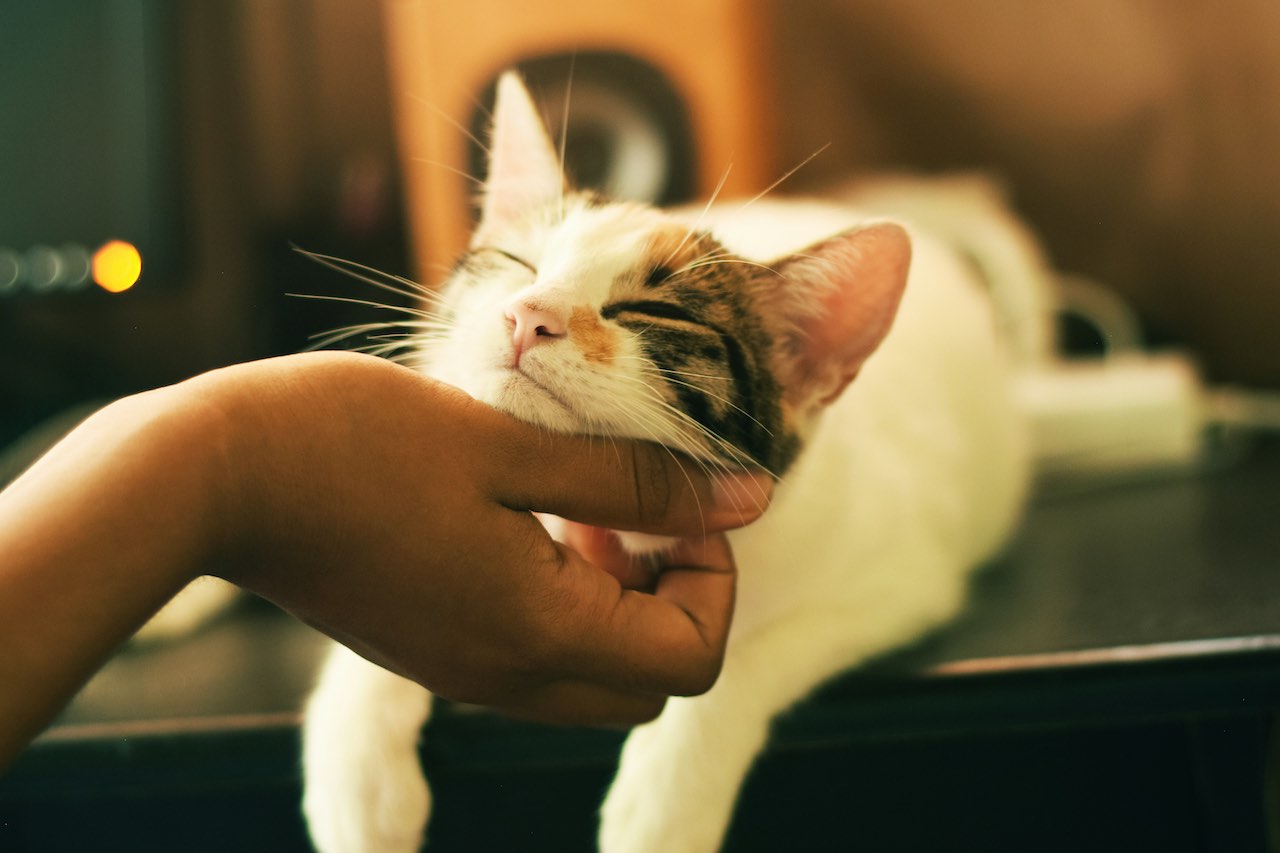 Understanding Cat Cognition and Reactions to Mirrors