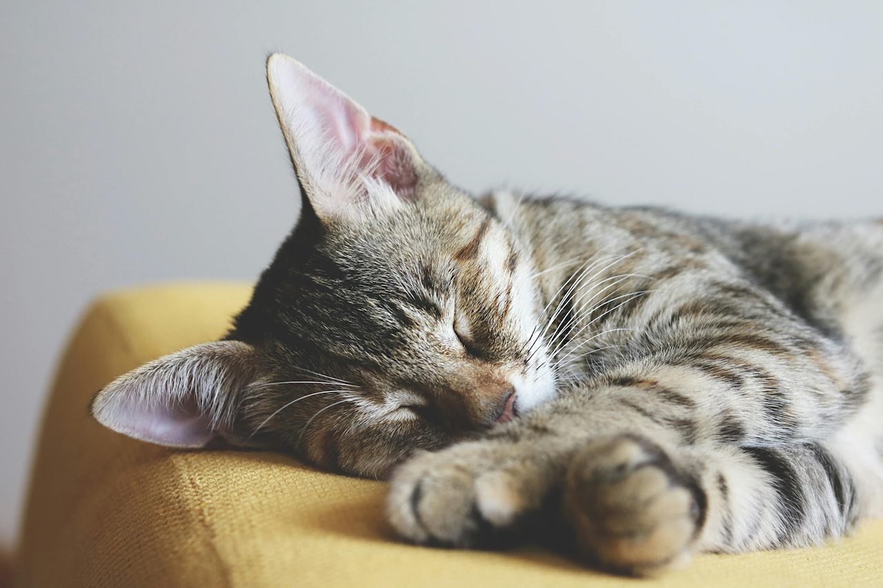 Understanding and Responding to Your Cat's Vocalizations