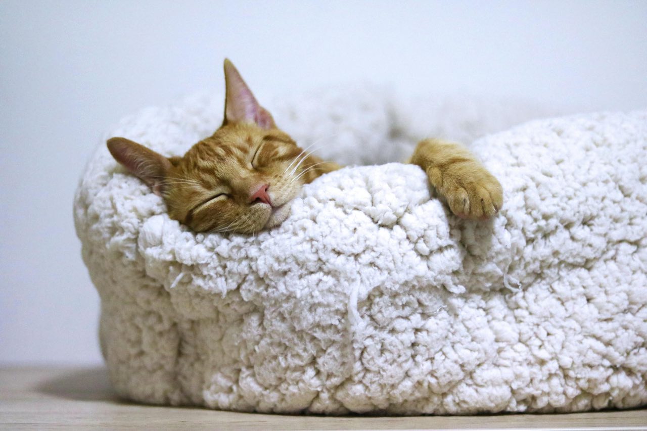 Understanding the Dietary Needs of Cats and Dogs: Why Your Cat Should Avoid Dog Food