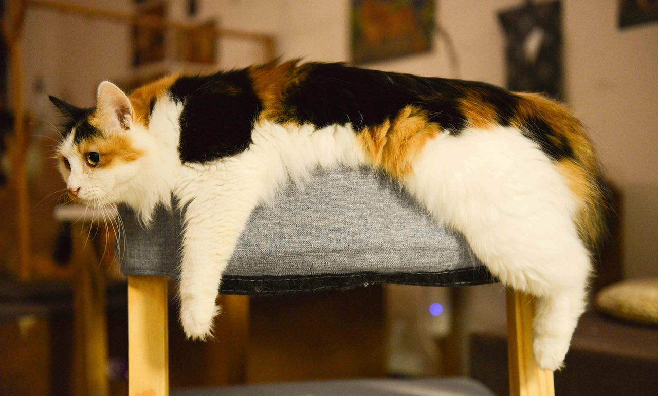 Understanding the Wall-Staring Behavior in Cats