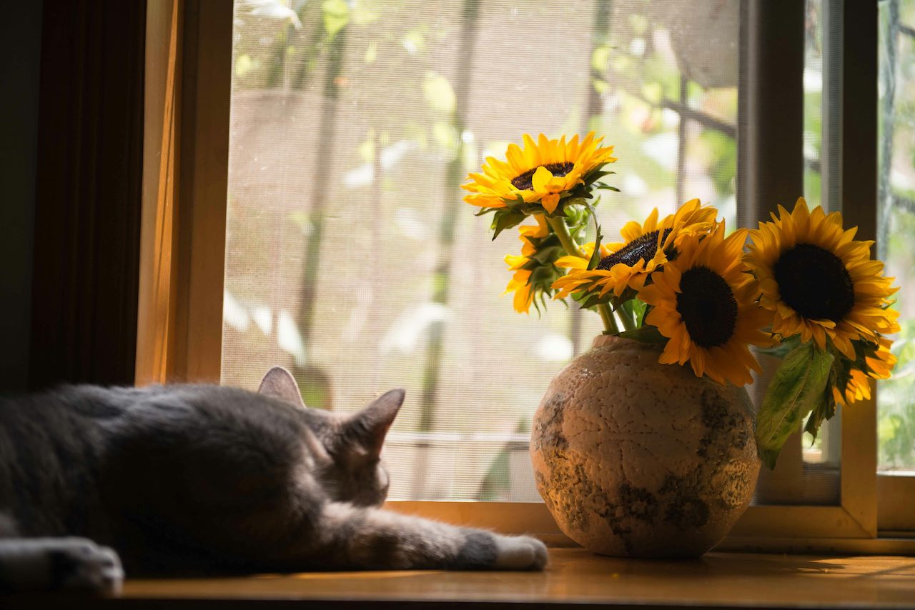 Uncovering Hidden Feline Illnesses: Hyperthyroidism, Diabetes, and Kidney Disease