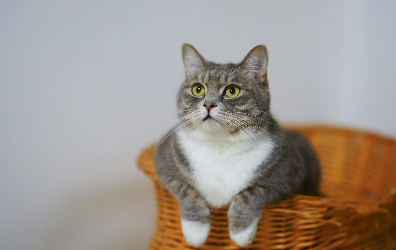 Why Is My Cat Not Grooming Anymore? Understanding Causes and Solutions