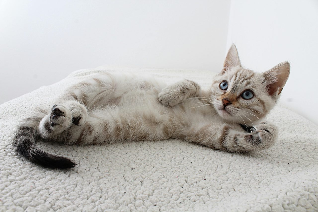 Traveling with Your Cat: Essential Tips for a Stress-Free Journey