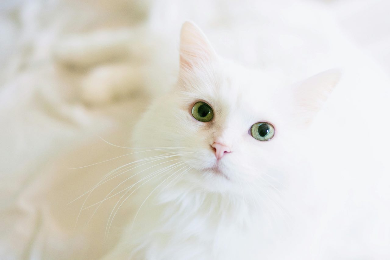 Why Is My Cat Not Eating? Understanding Cat Appetite Loss and Solutions