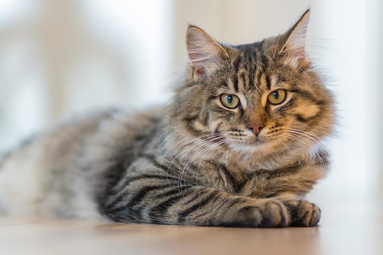 Understanding the Captivating Chemistry of Cats and Catnip