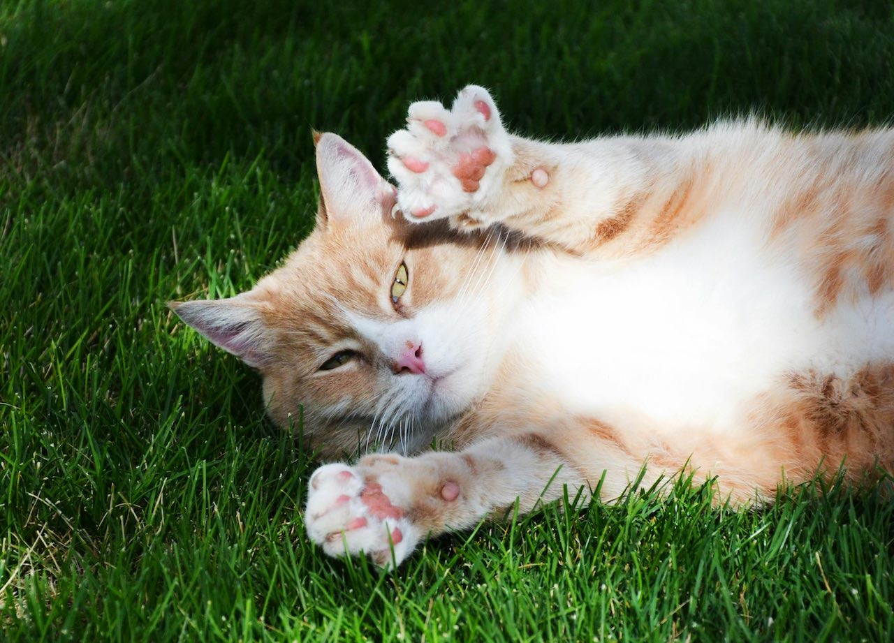 Gentle Handling and Socialization Tips for Your New Kitten