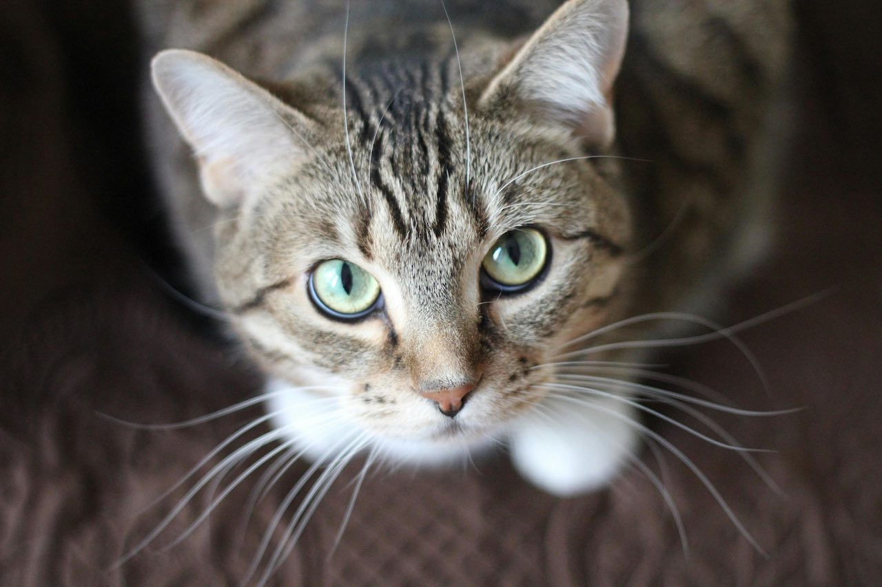 Unveiling the Secrets Behind Your Cat's Purr