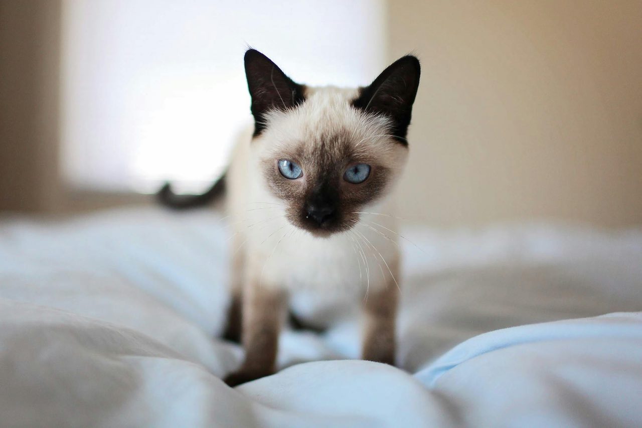Understanding Cat Vomiting: Causes, Concerns, and Prevention