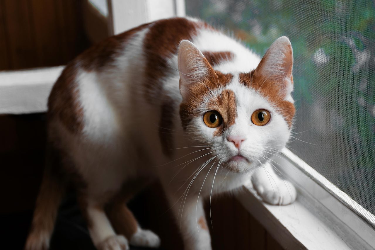 Why Do Cats Knead? Exploring the Reasons Behind This Adorable Behavior