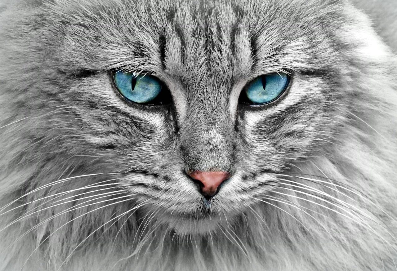 Cat Urinary Tract Infections: 7 Critical Signs You Can't Ignore!