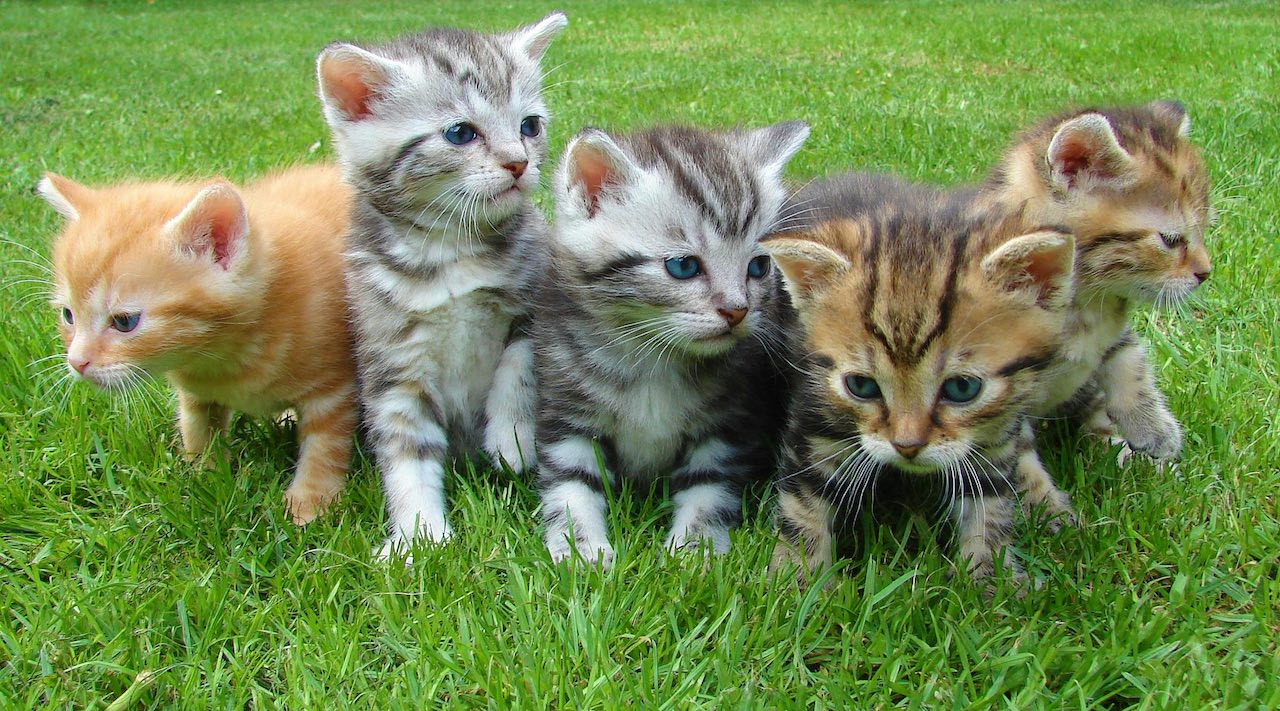 7 Warning Signs Your Cat's Kidneys Might Be in Trouble – Early Detection is Vital!