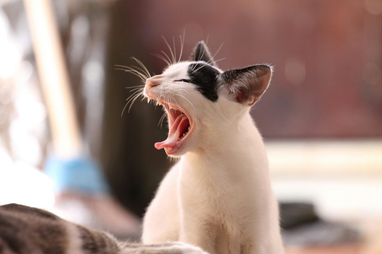5 Urgent Signs of Hyperthyroidism in Cats: Protect Your Pet