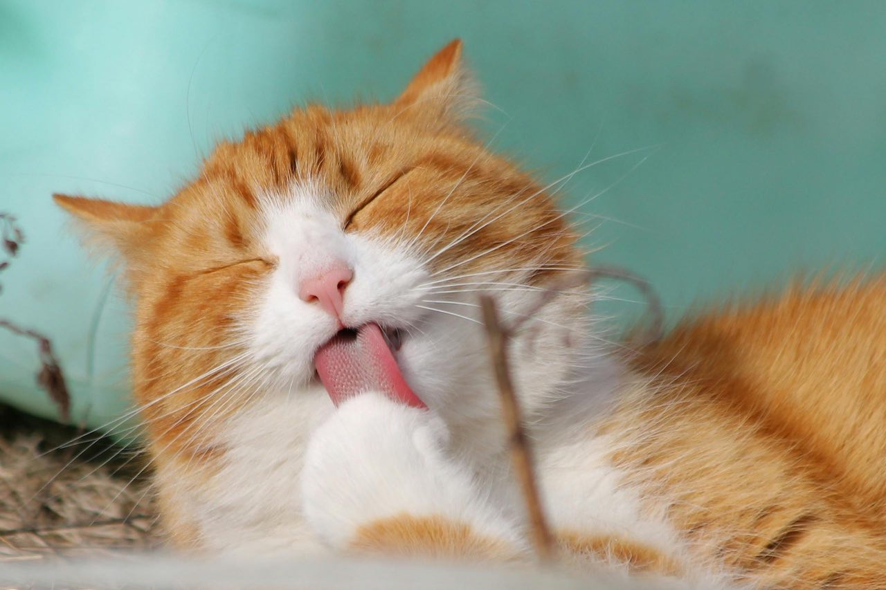 5 Critical Signs of Liver Disease Every Cat Owner Must Know