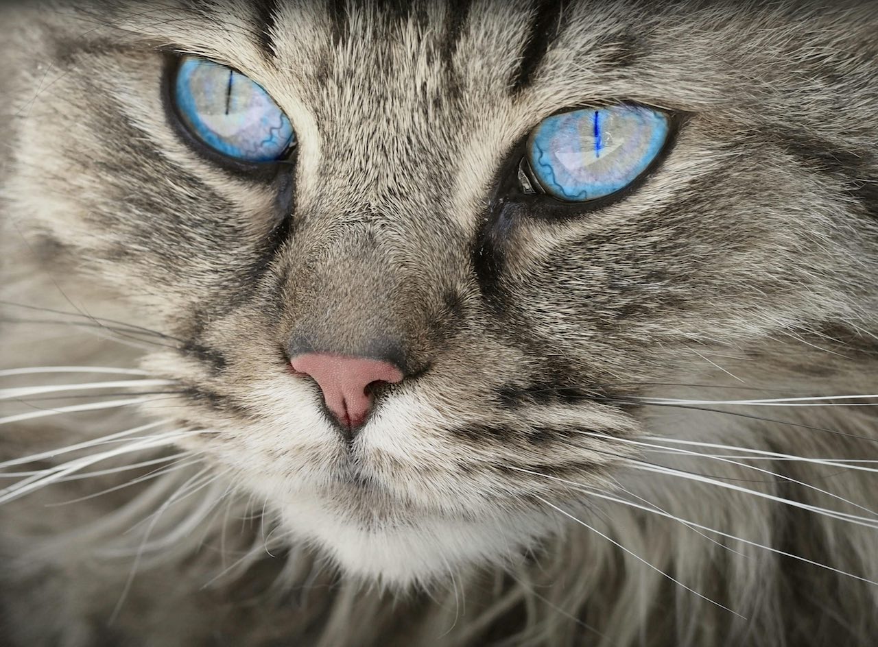 Early Detection of Cat Liver Disease: Symptoms, Diagnosis and Treatment
