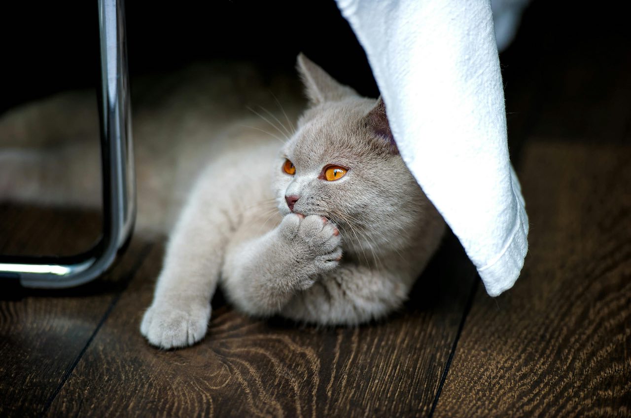 Is Your Cat Struggling to Breathe? Here's What to Know about Feline Asthma