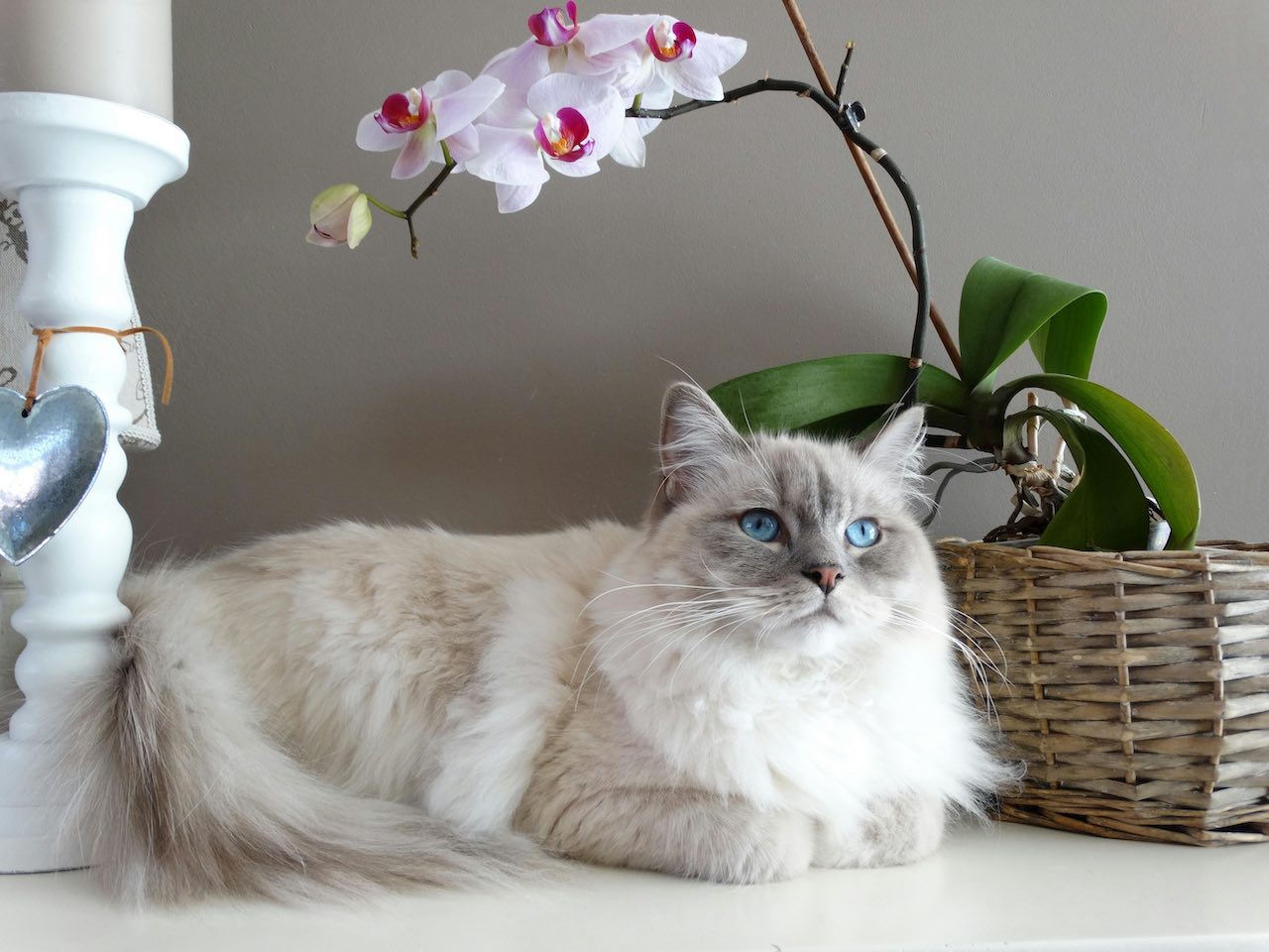 Help! My Semi-Feral Cat Is Suddenly Aggressive—Here's Why and How to Fix It