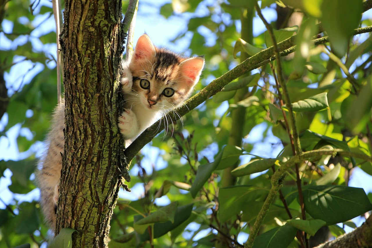 Managing Feline Asthma: Stress-Free Techniques for Medicating Your Cat