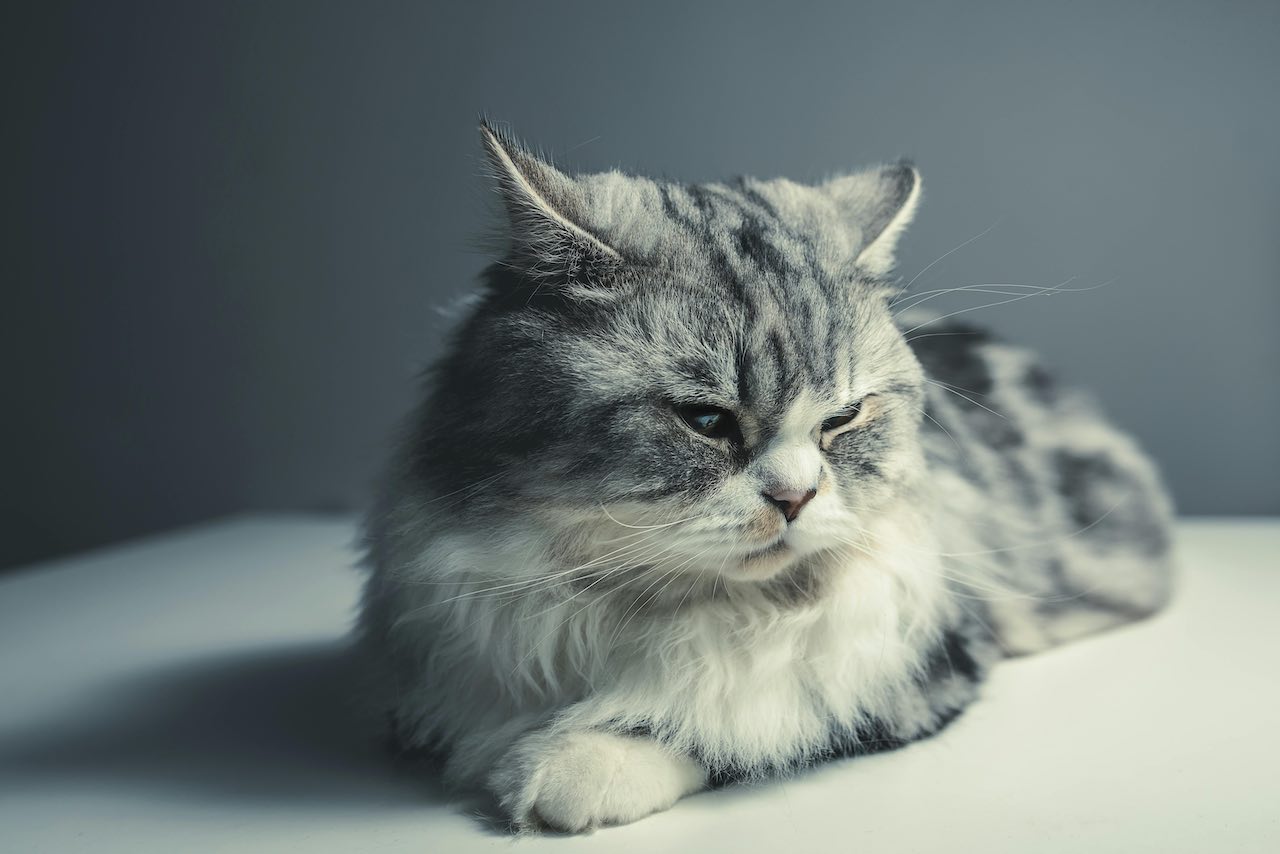 Desperate for Picky Cat Relief? Solve Wet Food Addiction in Senior Cats