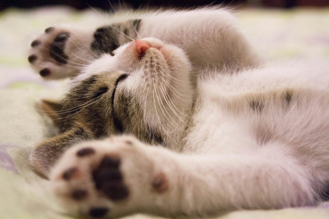 Why is My Cat Hiding and Not Eating? When You Should Really Worry!