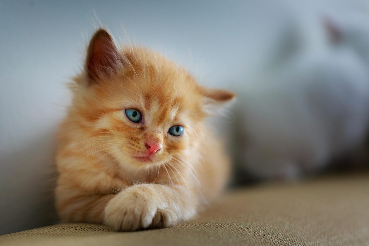 Managing Your Cat's Heat Cycle: A Practical Guide