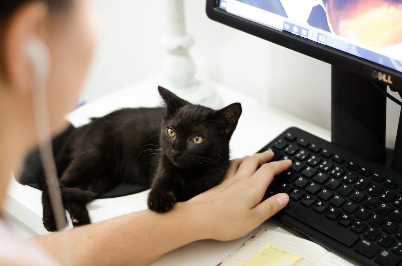 Cat Eye Infections: Is Your Feline Friend Suffering Silently?