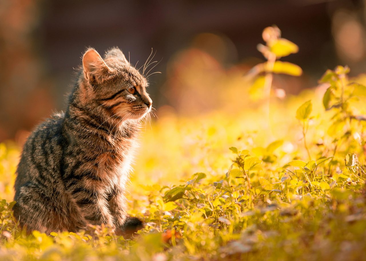 Urgent: Is Your Cat Suffering from an Ear Infection? Here's How to Help!