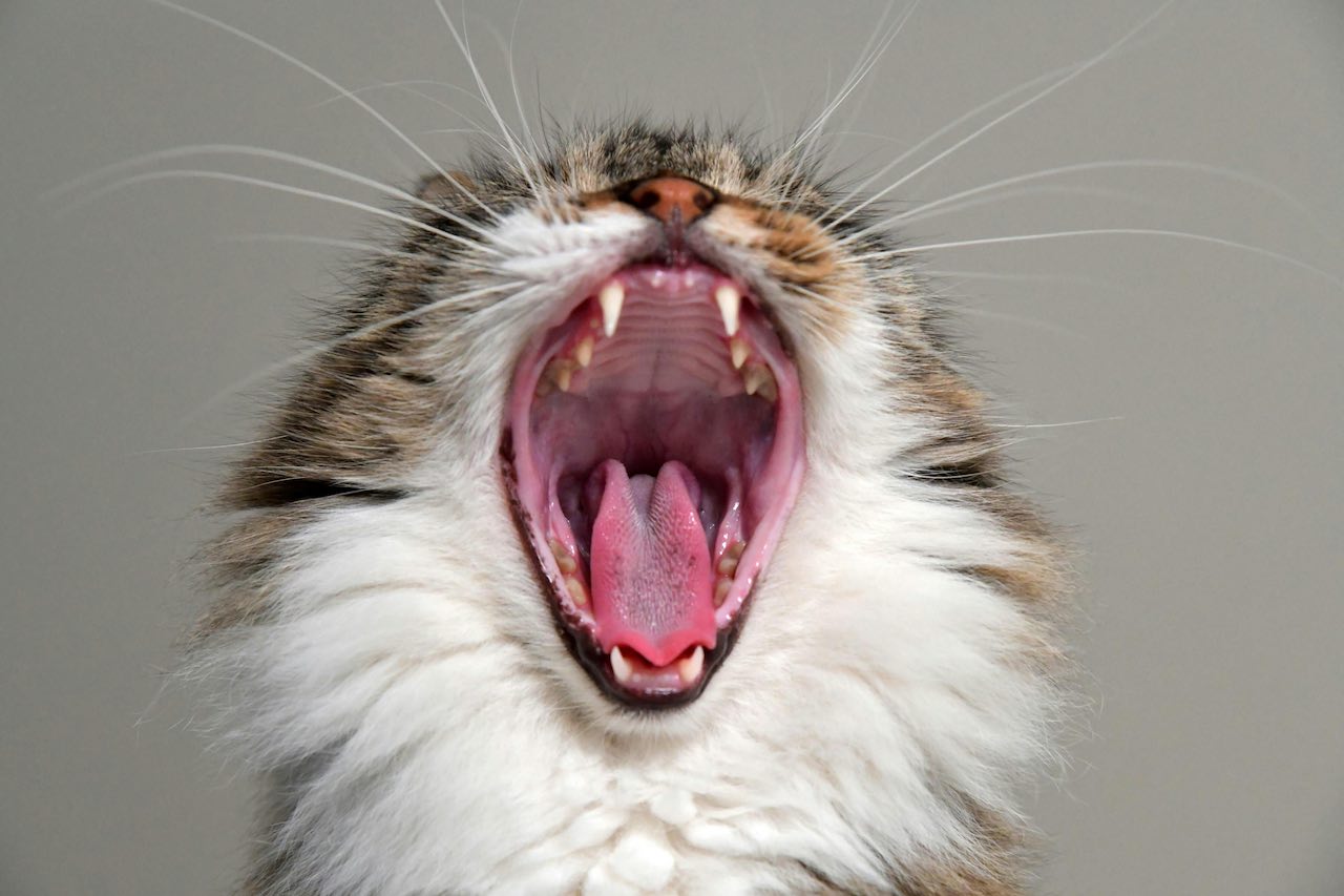 Stop Kitten Biting Now: Easy Steps to Calm Your Playful Pet!