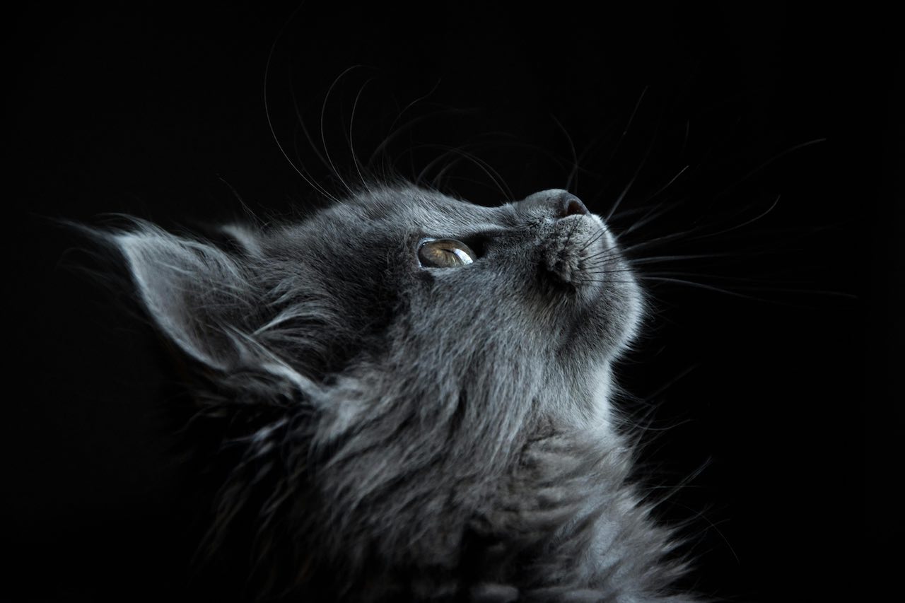 How to Stop Your Cat Chewing Cords: Keep Your Pet Safe Now!