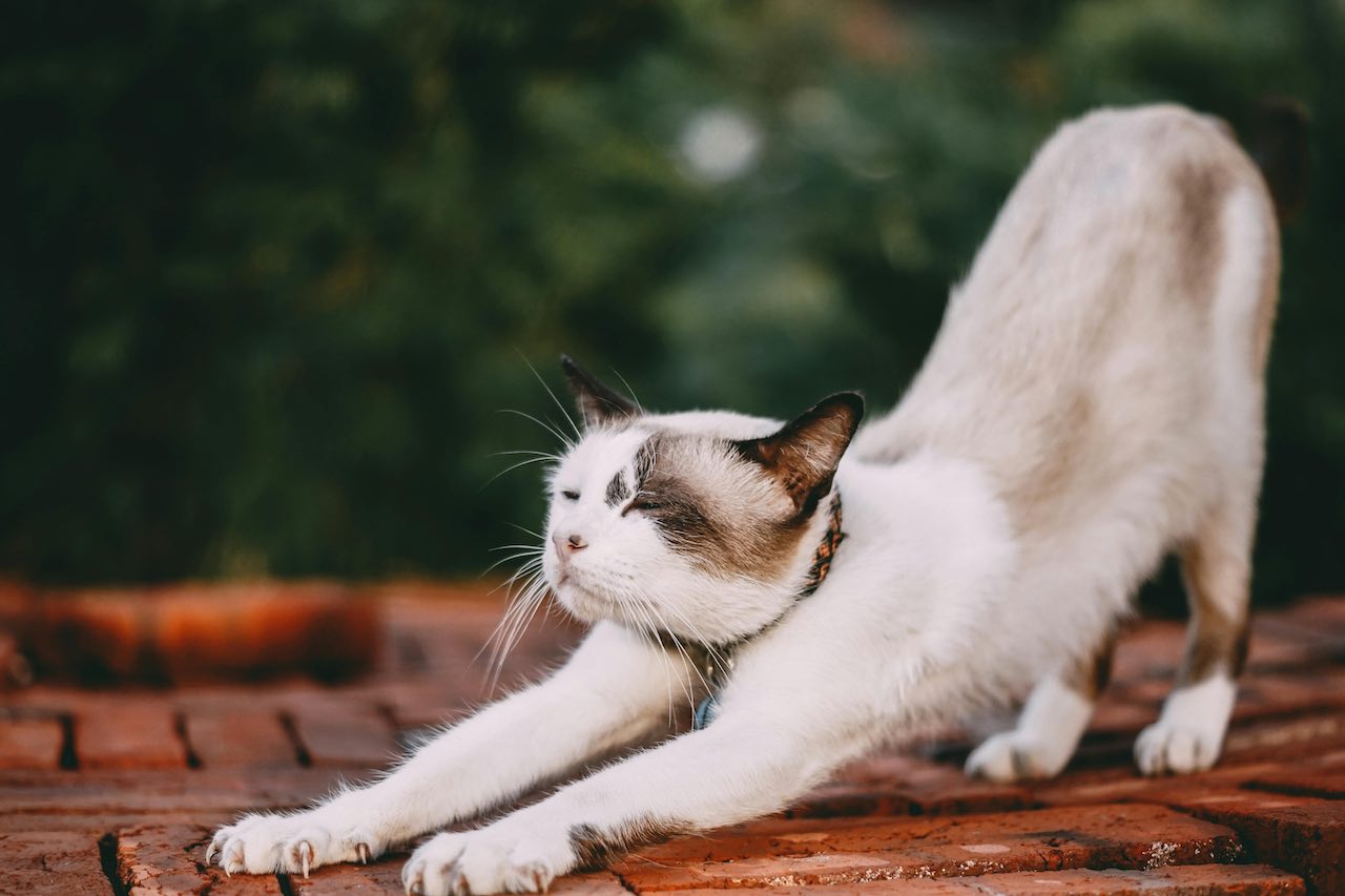 Why Does My Cat Keep Meowing? Easy Ways to End the Noise!