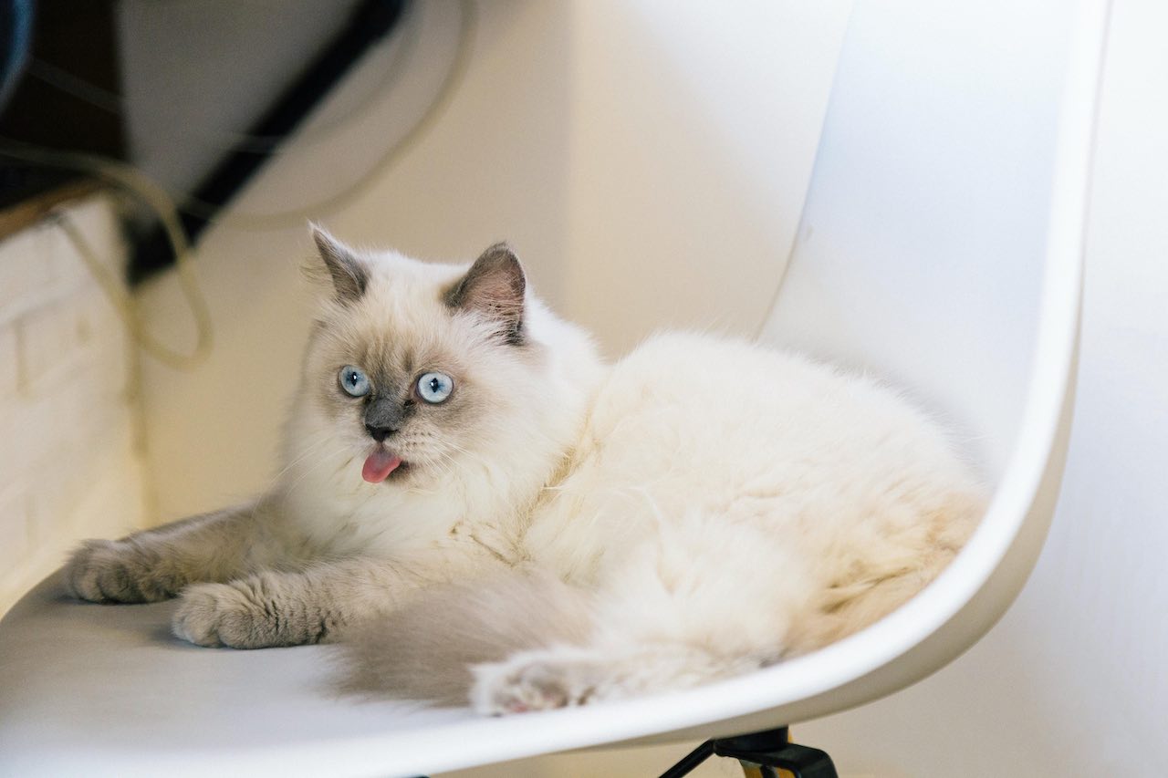 Help! My Kitten Won’t Stop Hiding - What Should I Do?