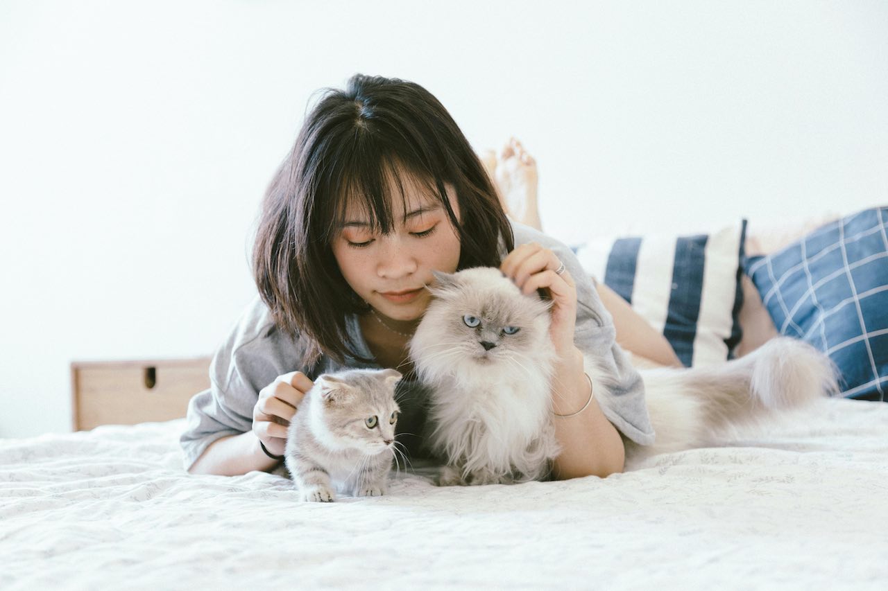 Save Your Furniture Now! How to Quickly Stop a Cat from Scratching Everywhere