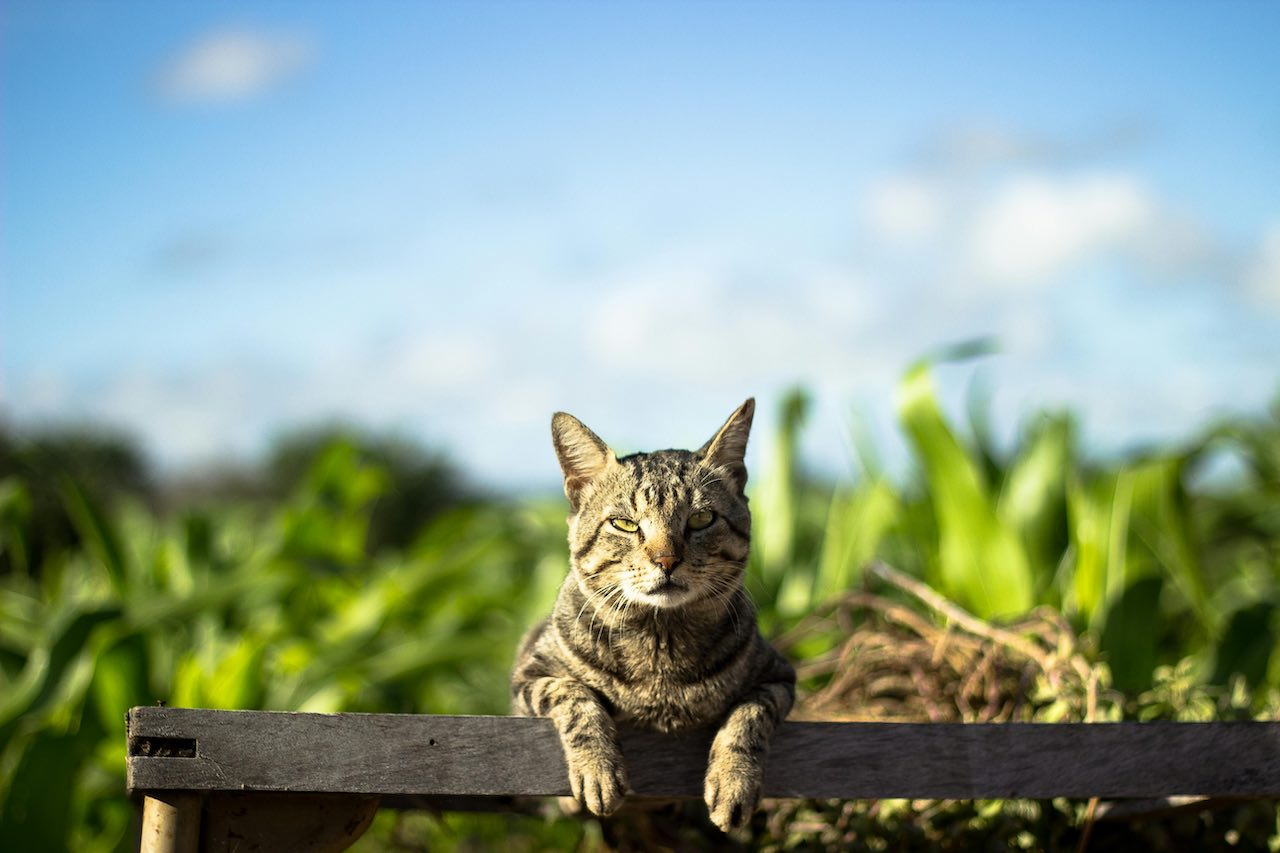 Is Your Cat Anxious When Left Alone? Spot the Signs and Fix It Now!